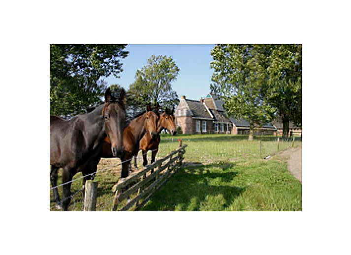 Guest house 262601 • Bed and Breakfast Het Friese platteland • Logement Doosje 