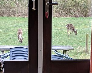 Uitzicht op grazende herten vanuit vakantiehuis Krekel, Nes, Ameland, unieke natuurervaring op de Waddeneilanden.