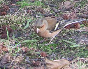 Vogel op het gras bij vakantiehuis Skries, Nes, Ameland, in natuurlijke omgeving.