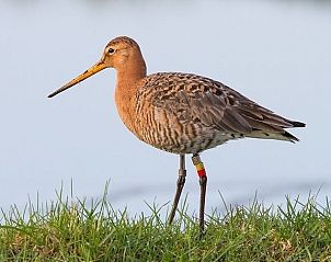 Grutto in de natuur nabij bungalow Skries, Nes, Ameland, op de Waddeneilanden.