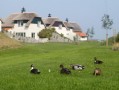 Verblijf 060137 • Vakantiewoning Friese Meren • Duinvilla royale woning met volop rust en ruimte