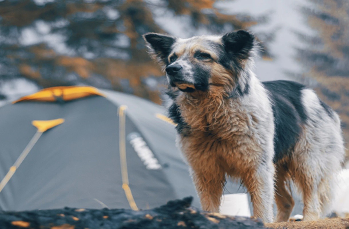 Kamperen met een hond, waar moet je aan denken?