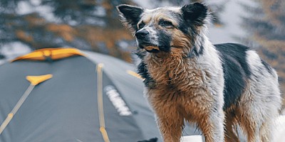 Kamperen met een hond, waar moet je aan denken?