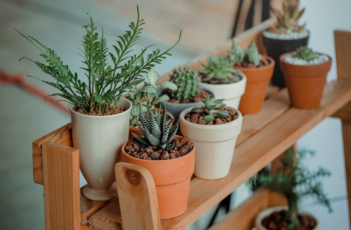 Zo overleven je planten je vakantie