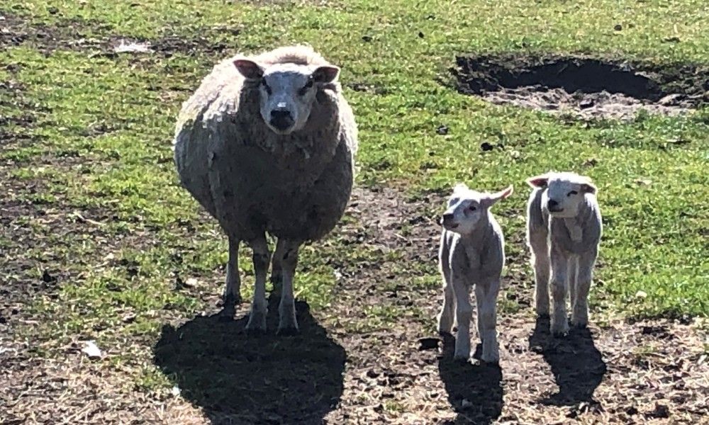 Guest house 01011057 - Bungalow Texel - Krim 661 met Ruime tuin, Stuga en BBQ en Sauna
