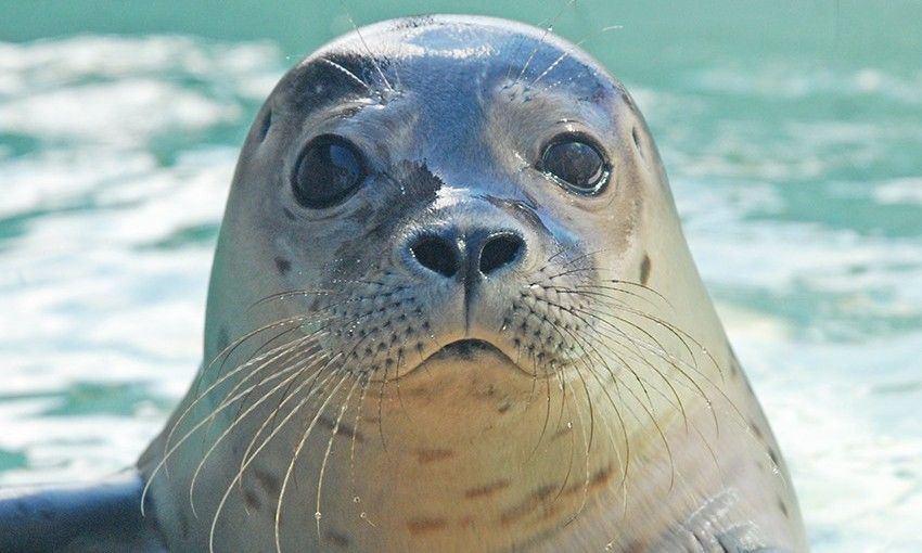 Guest house 01011057 - Bungalow Texel - Krim 661 met Ruime tuin, Stuga en BBQ en Sauna