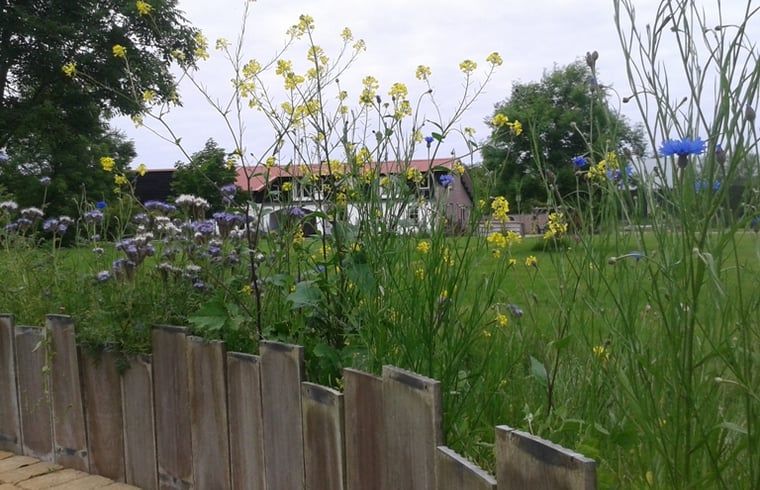 Unterkunft 0101233 - Ferienhaus Texel - Huisje in De Cocksdorp