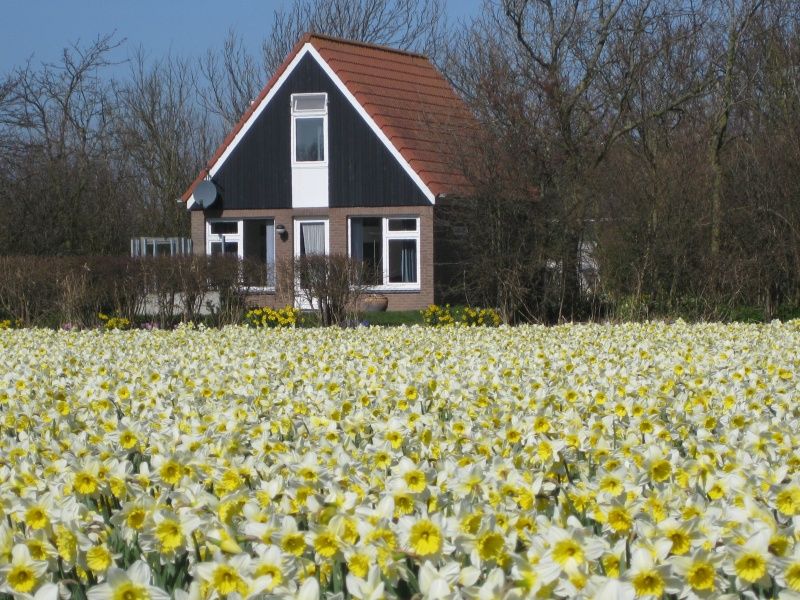 Bungalow Klein Axel in De Cocksdorp, Texel, te midden van bloeiende bloemenvelden, ideale vakantiebestemming.