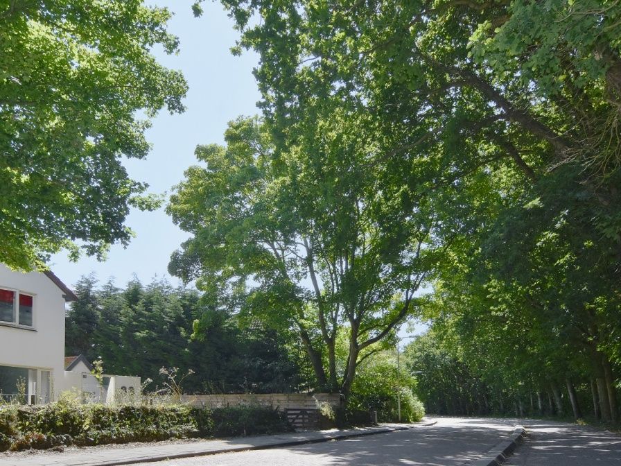 Boomrijke omgeving bij Texel C vakantiehuis in De Koog, Texel, Waddeneilanden.