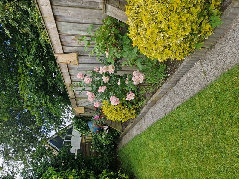 Bloeiende tuin van vakantiehuis Zeelucht in De Koog, Texel met kleurrijke bloemen.
