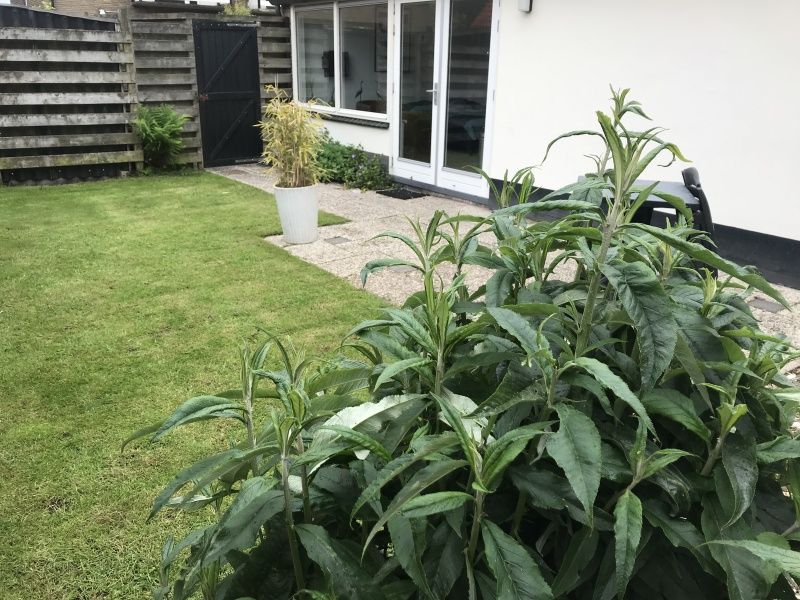 Studio Ooster - Brink 28, De Koog, Texel, vakantiehuis op loopafstand van het strand.