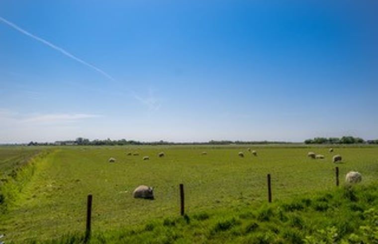 View over Texel meadows full of sheep from Cottage in De Waal, Texel.
