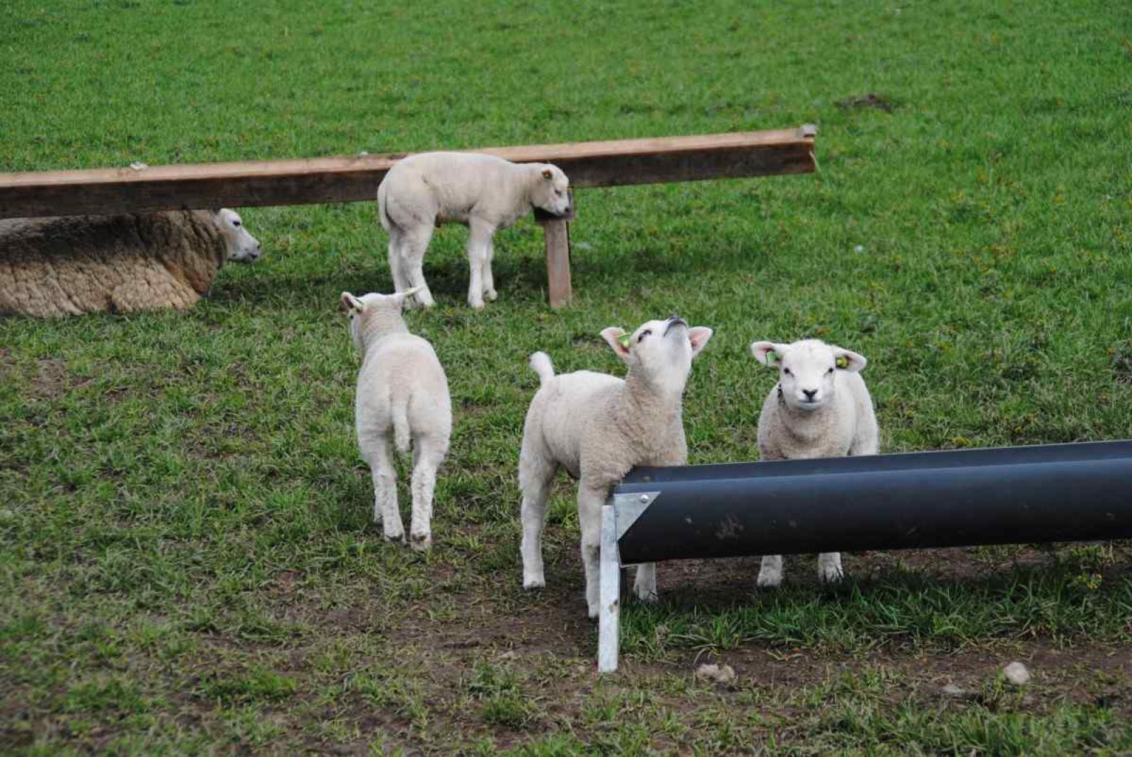 Unterkunft 0104159 - Ferienhaus Texel - NH010