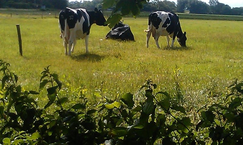 Herrliche Aussicht auf eine Wiese mit Kuehen vom Ferienhaus De Viersprong in Oosterend, Texel.
