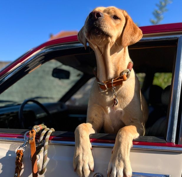 Hund geniesst die frische Luft im Auto im Ferienhaus De Viersprong in Oosterend, Texel.
