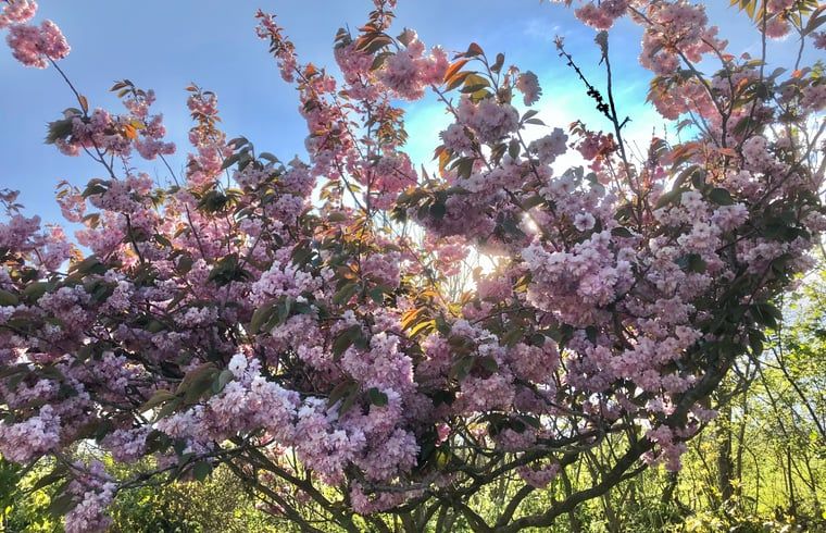 Unterkunft 0106117 - Ferienhaus Texel - Vakantiehuisje in Oosterend