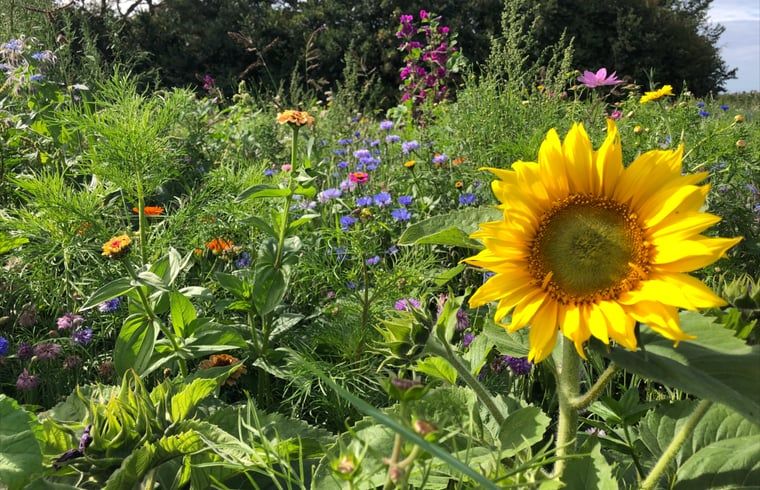 Unterkunft 0106117 - Ferienhaus Texel - Vakantiehuisje in Oosterend