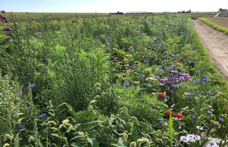 Unterkunft 0106117 - Ferienhaus Texel - Vakantiehuisje in Oosterend