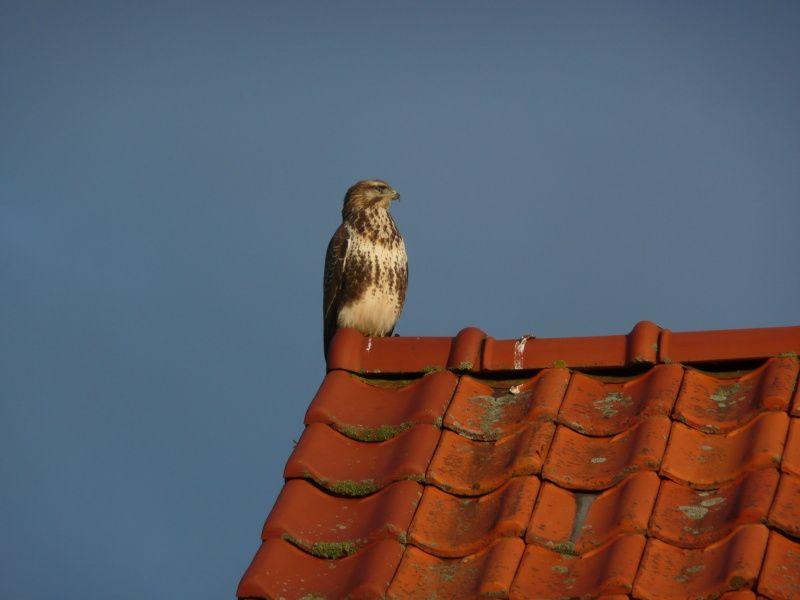 Vogel auf dem Dach des Ferienhauses 8690 - Junier - Huisman, Sued-Eierland, Texel, der die friedliche Umgebung geniesst.