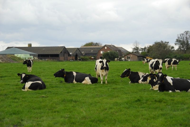 Kuehe auf der Weide des Ferienhauses 3901 Farm Leiden, Sued-Eierland, Texel.
