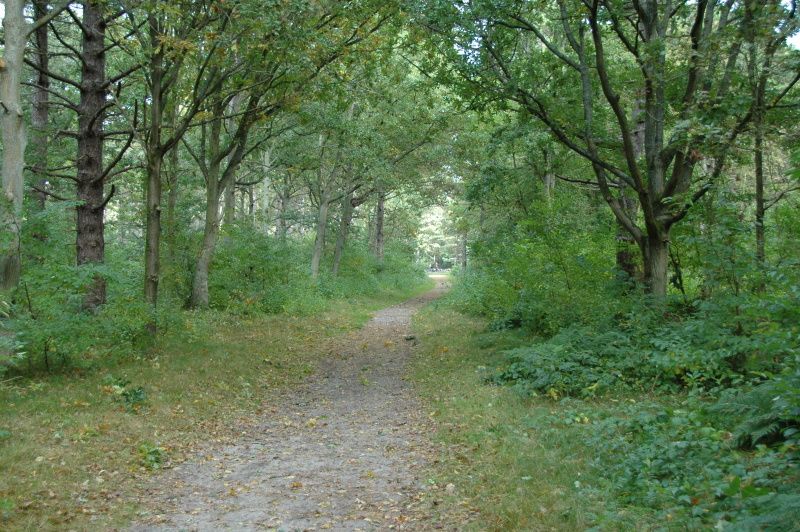 Schoene Naturwanderung in der Naehe des Ferienhauses Gortersmient 308, Texel. Entdecken Sie die Schoenheit von De Dennen.