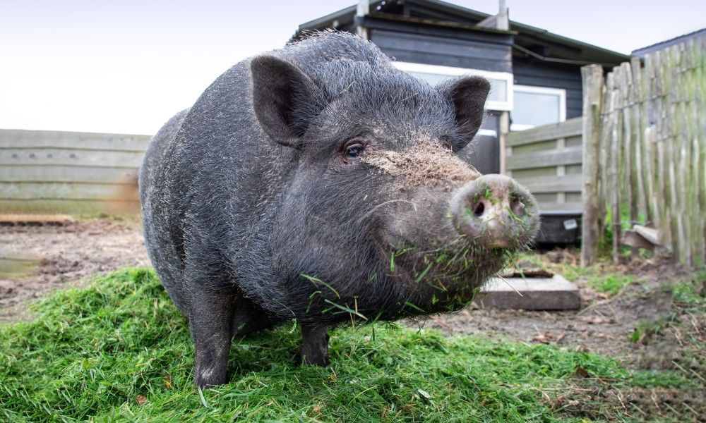Unterkunft 0113388 - Ferienhaus Texel - Wulpenweid 12 de Meeuw