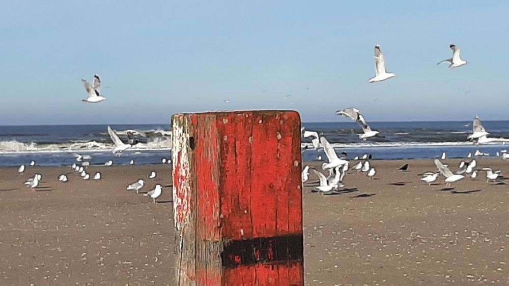 Verblijf 011702 - Vakantiewoning Texel - Villata, Villapark Residentie Texel