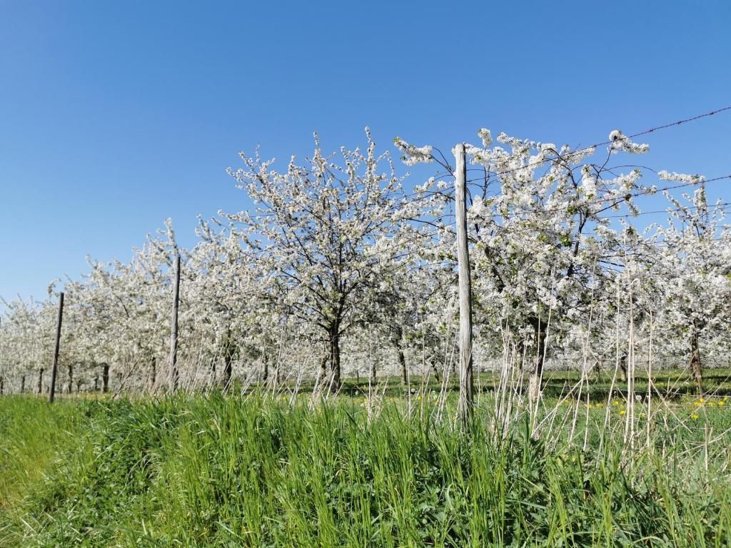 Verblijf 013936 - Bed and breakfast Zuid Limburg - Bed en Breakfast Hof van Wolder