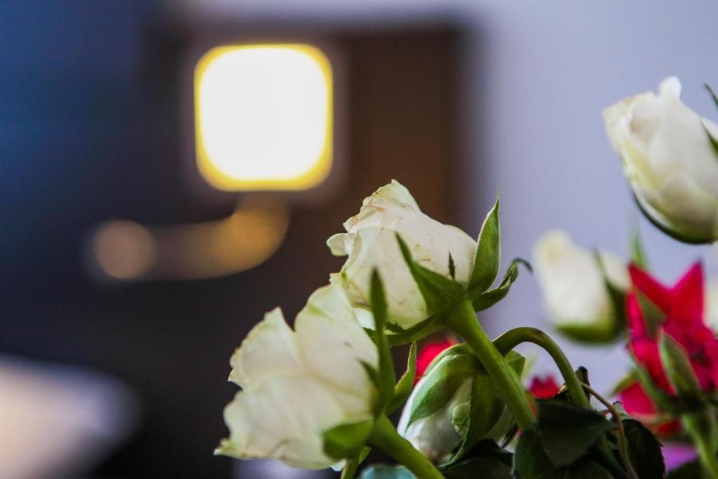 Guest house 015132 - Apartment Amsterdam eo - Hotel De Looier