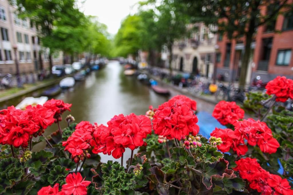 Guest house 015132 - Apartment Amsterdam eo - Hotel De Looier