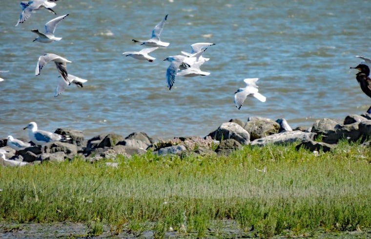 Unterkunft 031027 - Ferienhaus Terschelling - Huisje in Oosterend