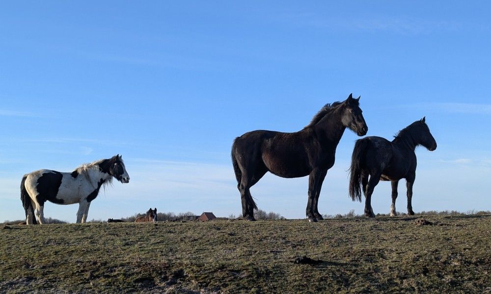 Unterkunft 0401163 - Appartement Ameland - Finn Lodge