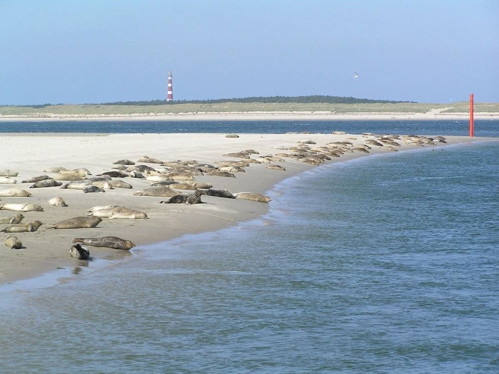 Verblijf 040123 - Vakantiewoning Ameland - 191791