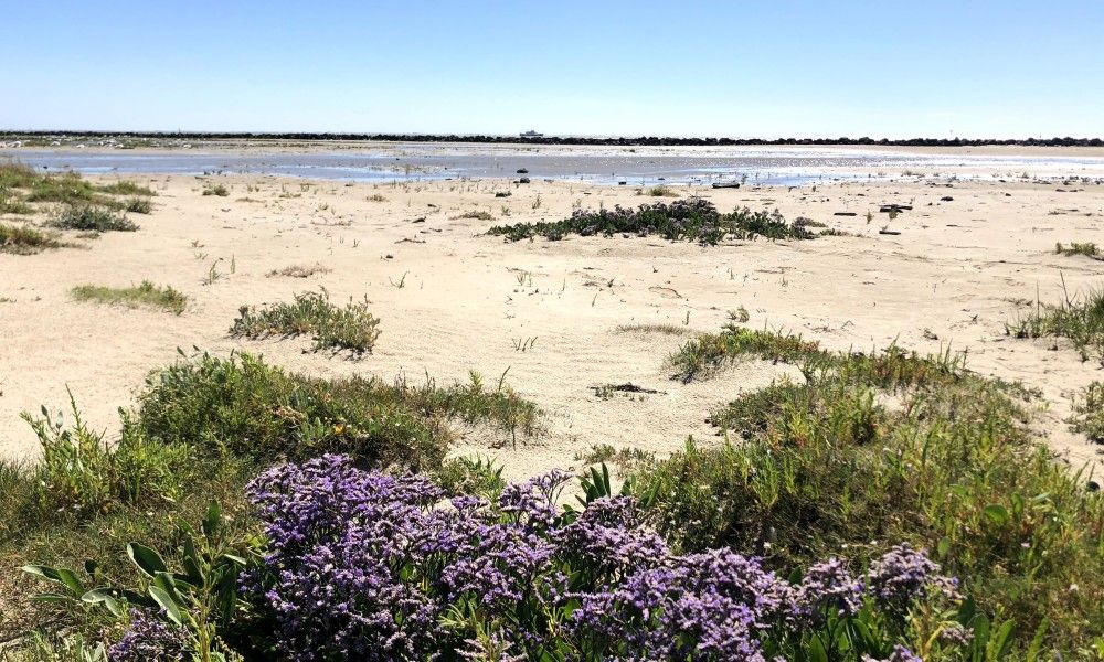 Unterkunft 040126 - Bungalow Ameland - Zilt****