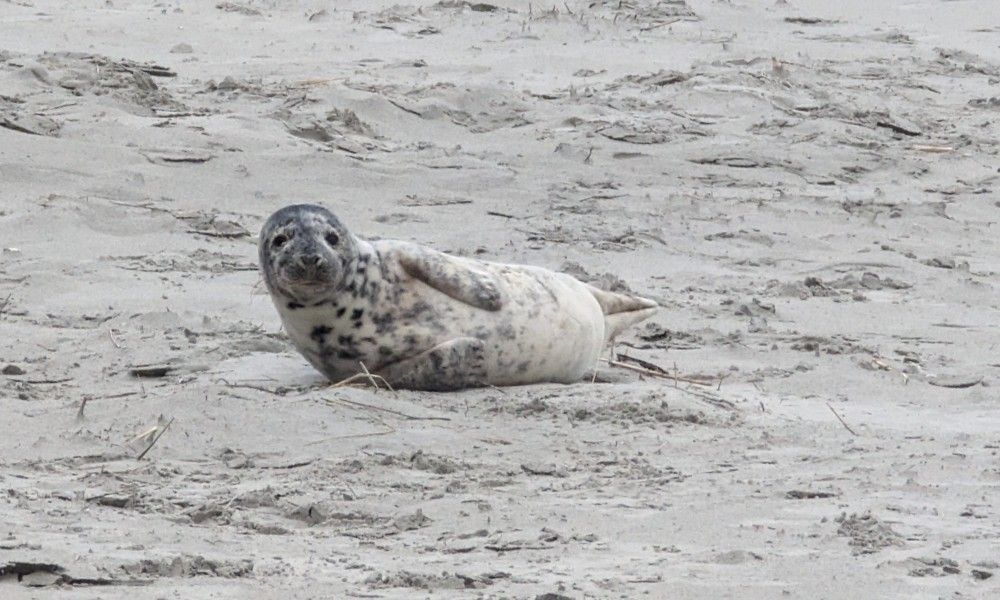 Unterkunft 040126 - Bungalow Ameland - Zilt****