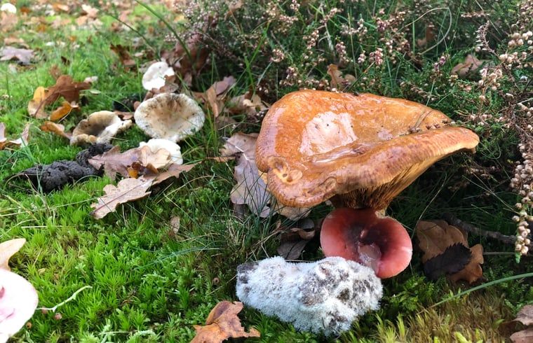 Herfstige paddenstoelen in de tuin van Vakantiehuisje in Buren Ameland, een natuurlijk schouwspel.