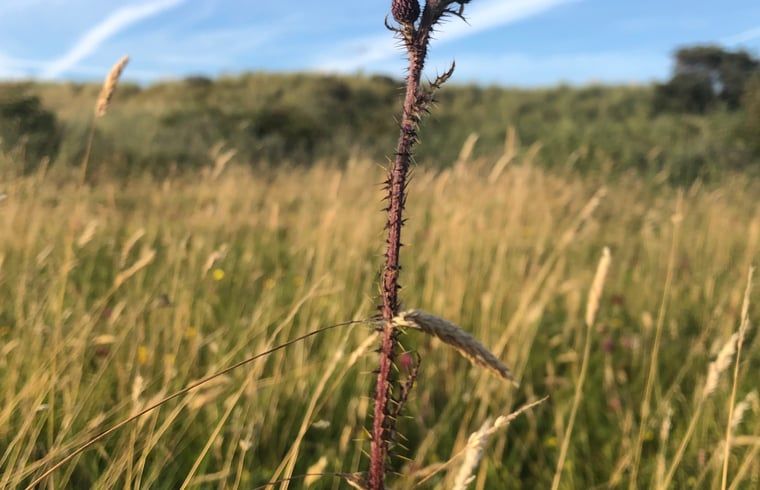 Natuurlijke flora rond Vakantiehuisje in Buren Ameland, een paradijs voor natuurliefhebbers.
