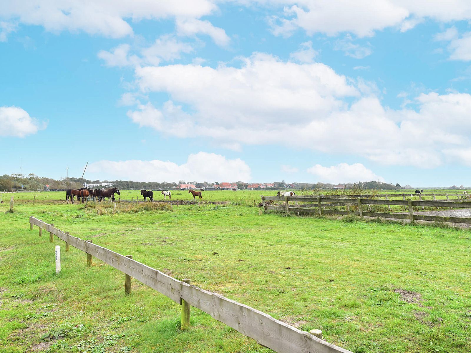 Uitzicht op weilanden nabij Vrijstaande woning in Hollum, Ameland, met grazende paarden.