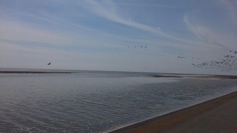 Verblijf 040701 - Chalet Ameland - Protter