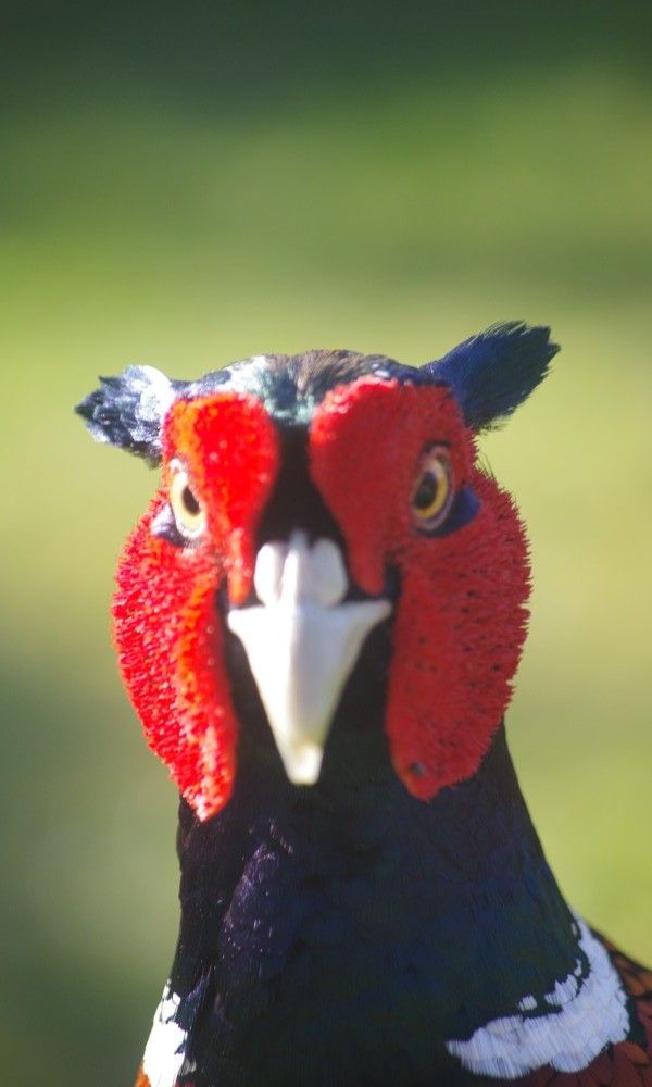 Bird in the garden of Louwtjesduin East vacation home, Schiermonnikoog.