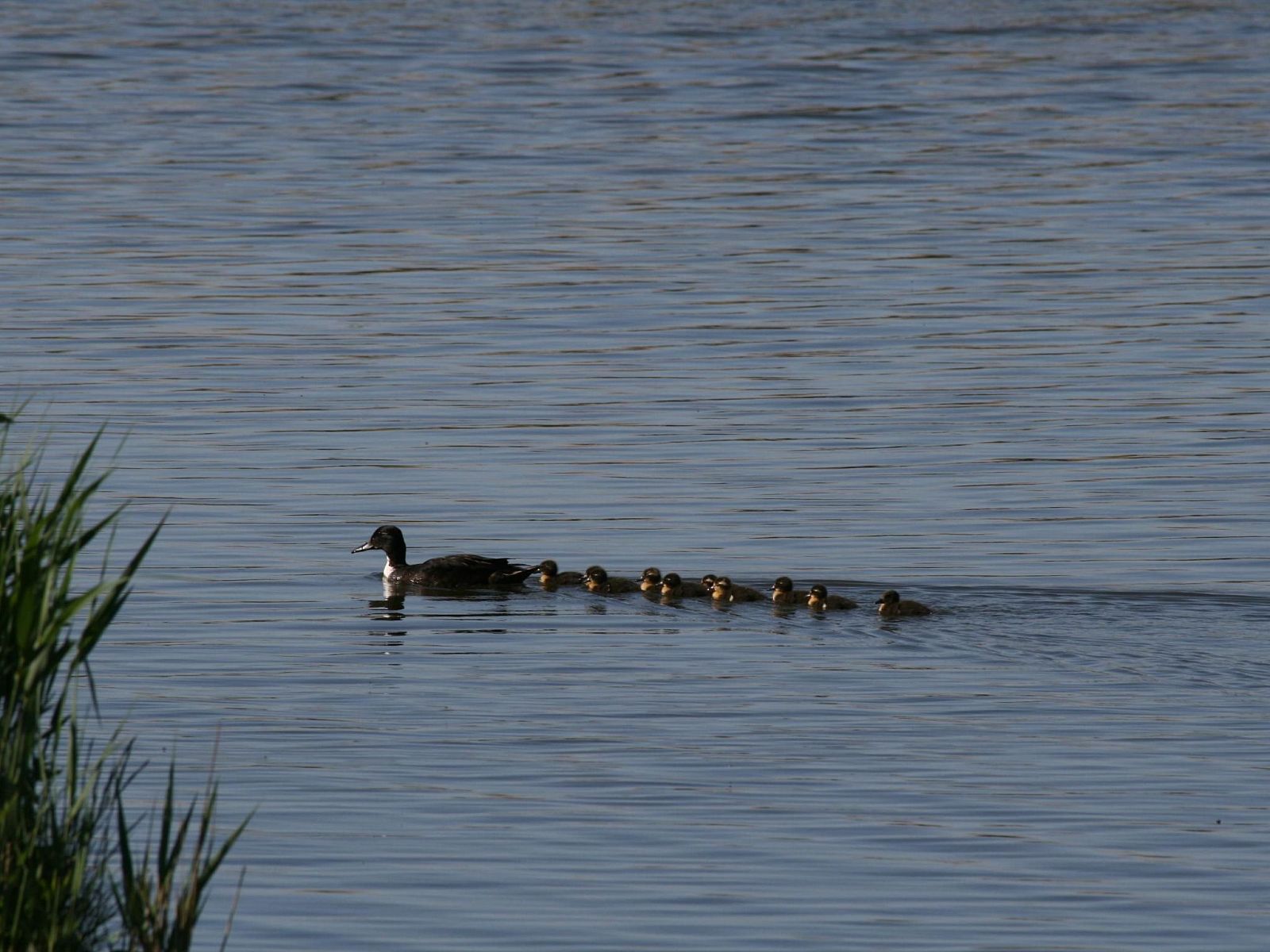 Verblijf 0601146 - Vakantiewoning IJsselmeer - Vakantiehuis Modernes Ferienhaus mit Sauna und Whirlpool