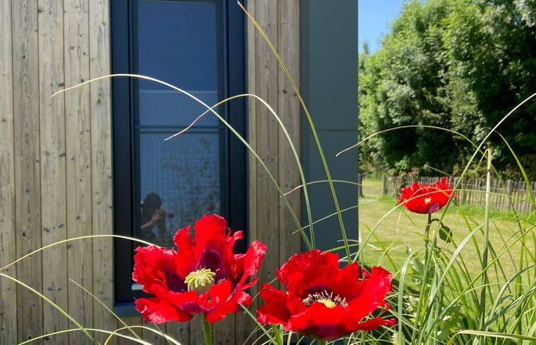 Schoene Mohnblumen im Ferienhaus in Koudum, eine farbenfrohe Bereicherung fuer den Garten.