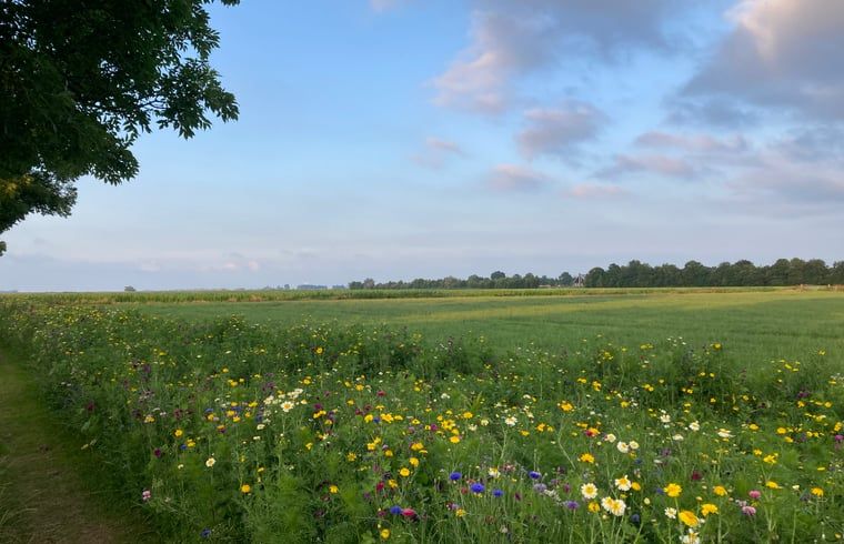 Weite Landschaft mit wilden Blumen rund um das Ferienhaus in Koudum, ruhige Natur.