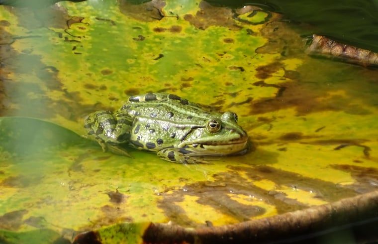 Guest house 130105 - Holiday property Bergumermeer - Vakantiehuis in Burgum