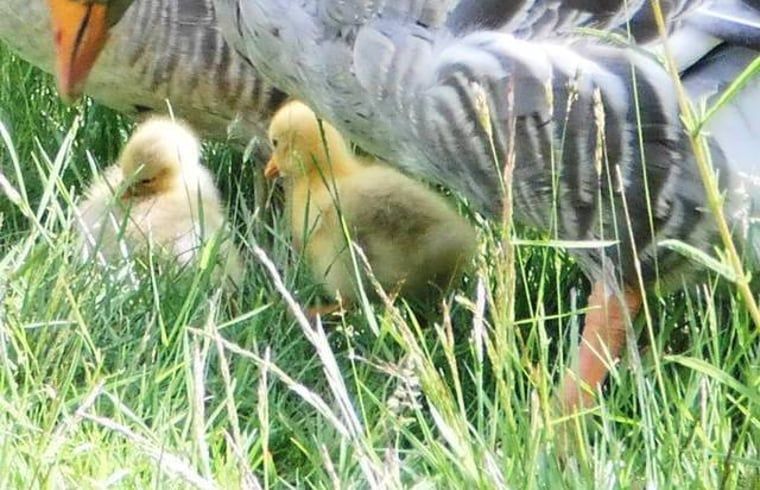 Guest house 130105 - Holiday property Bergumermeer - Vakantiehuis in Burgum