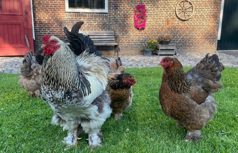 Guest house 130307 - Holiday property Bergumermeer - Huisje in Sumar