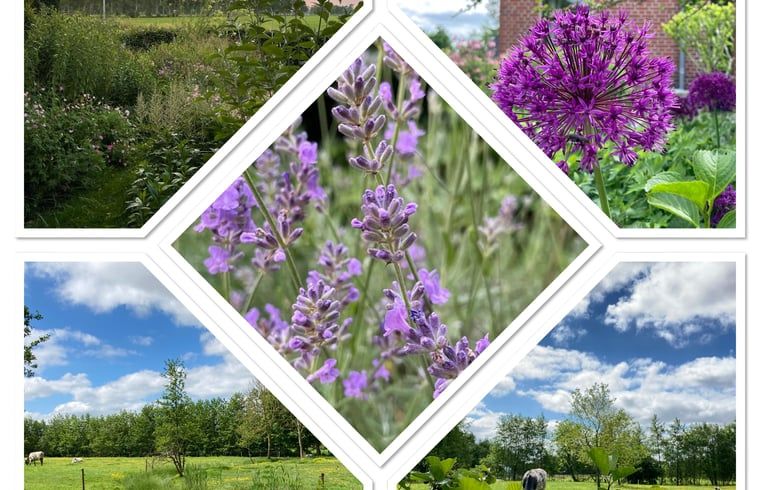 Bloeiende tuin bij Vakantiehuis in Sumar, Bergumermeer, met kleurrijke bloemen.