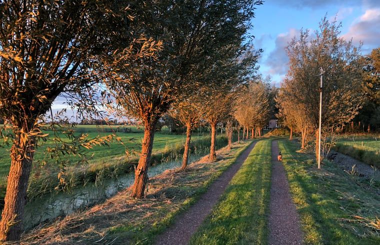 Allee mit Baeumen bei Sonnenuntergang in der Naehe von Cottage in De Veenhoop, Ferienhaus in Princehof.