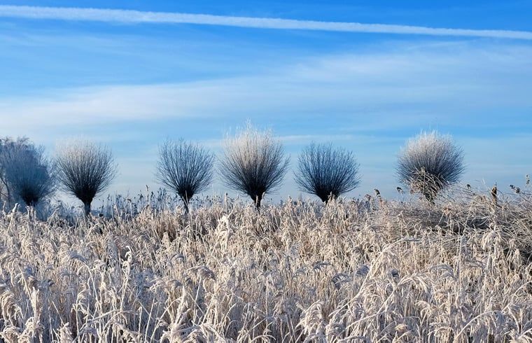 Winterbaeume in der Naehe von Cottage in De Veenhoop, Ferienhaus in Alde Feanen.
