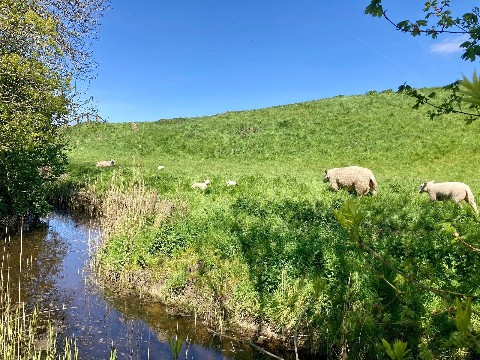 Verblijf 1605170 - Vakantiewoning Lauwersmeer - Vakantiehuis 157 Am Deich